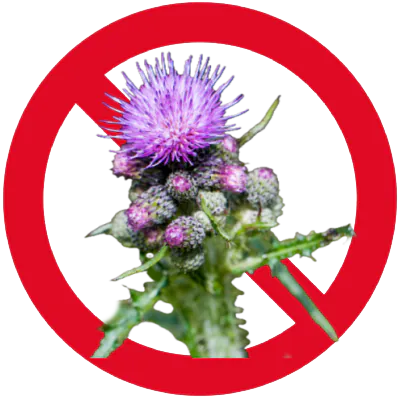 Canada Thistle image superimposed on red prohibited circle