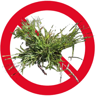 Cheat Grass Image superimposed on red prohibited circle