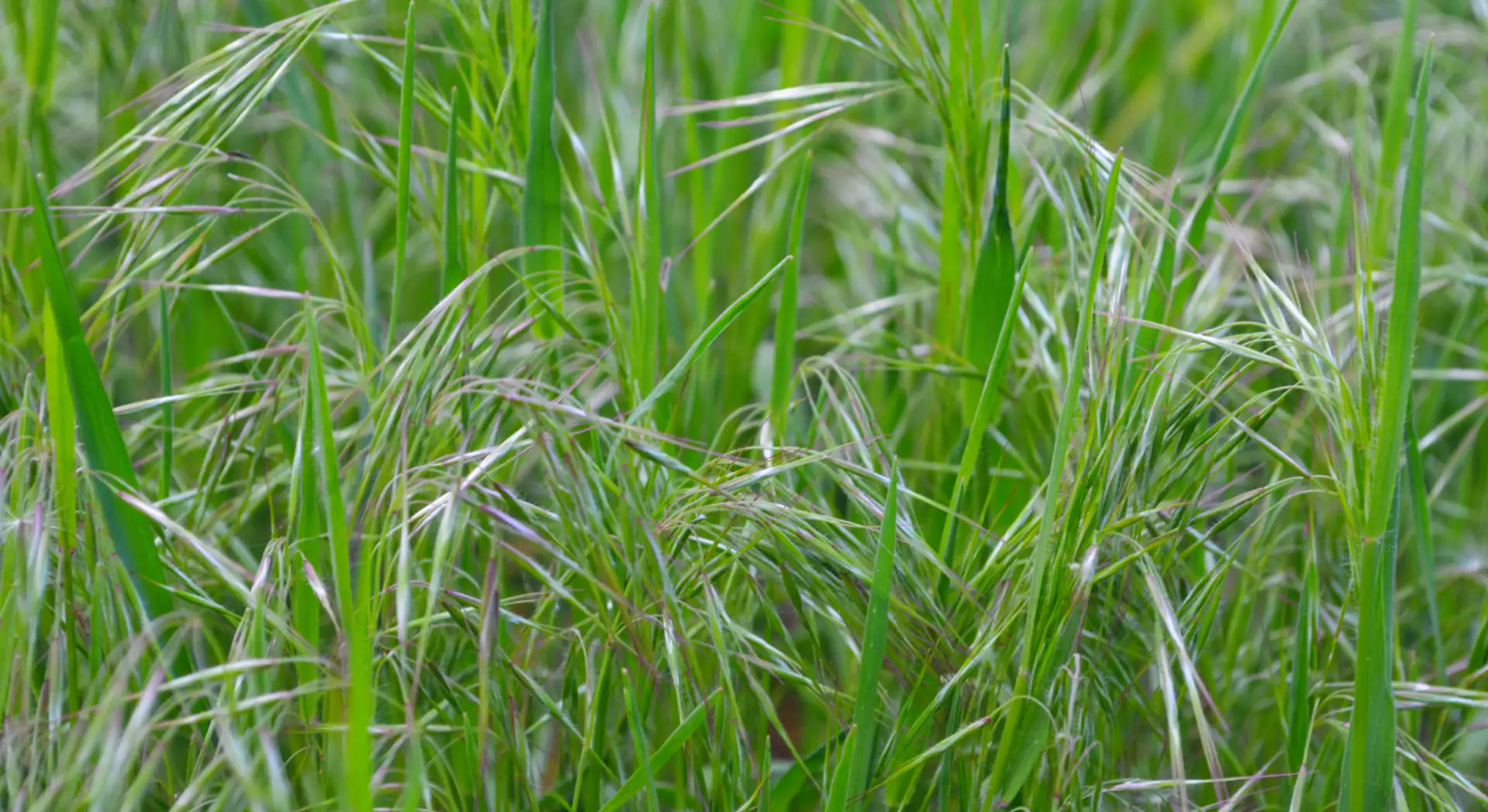 Hero Image of Cheat Grass 1920 x 1048