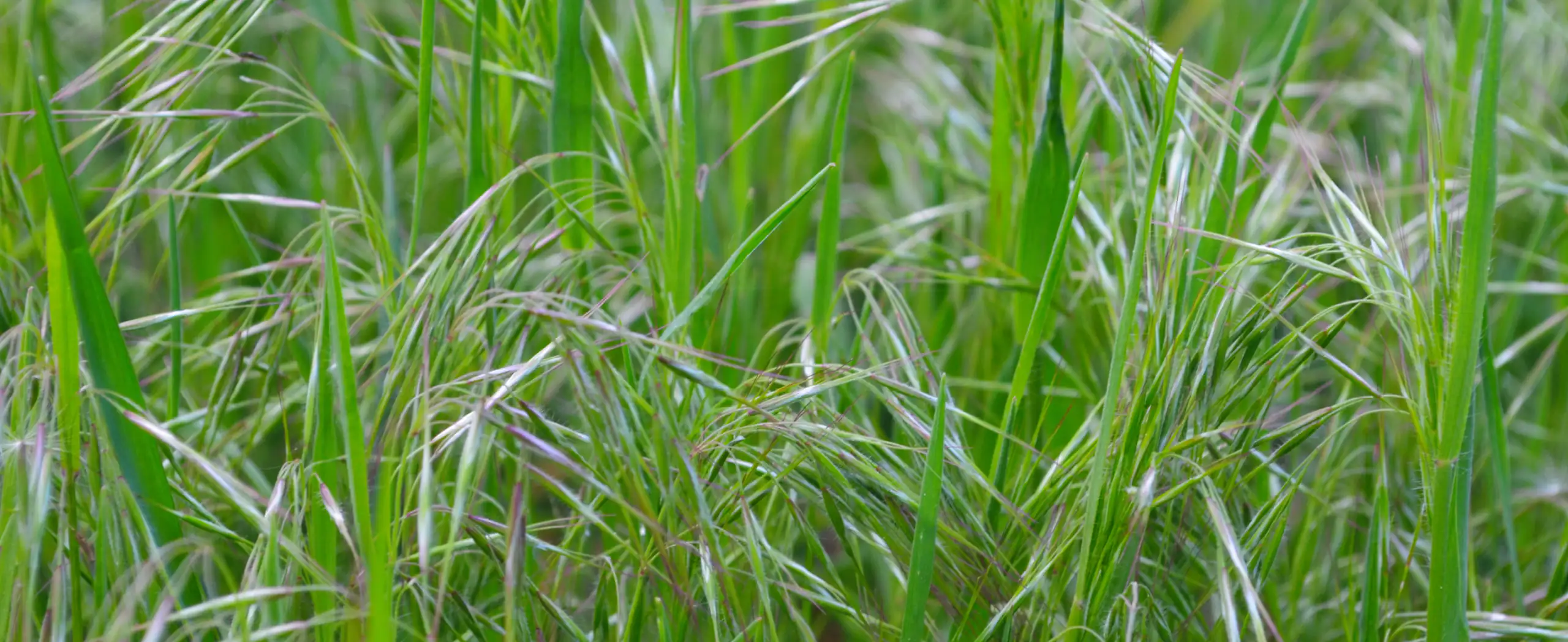 Hero Image of Cheat Grass 2560 x 1048