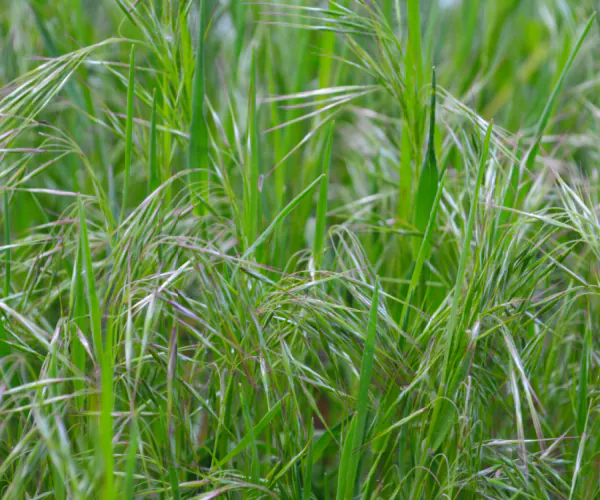 Hero Image of Cheat Grass 600 x 1400