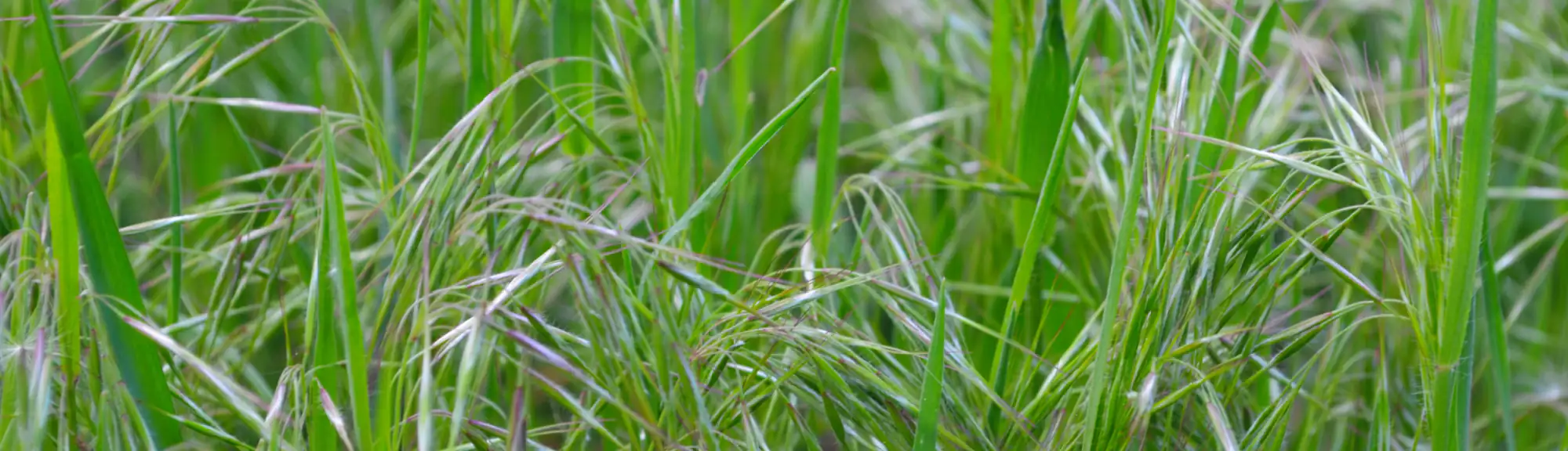 Hero Image of Cheat Grass 2000 x 576