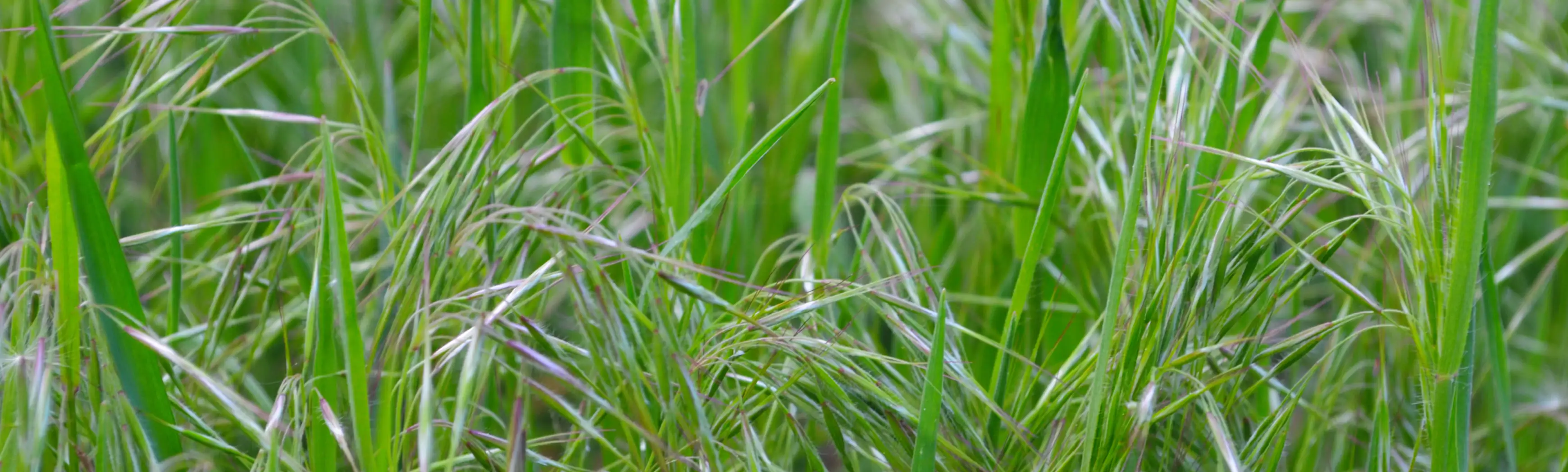 Hero Imge of Cheat Grass 3480 x 1048