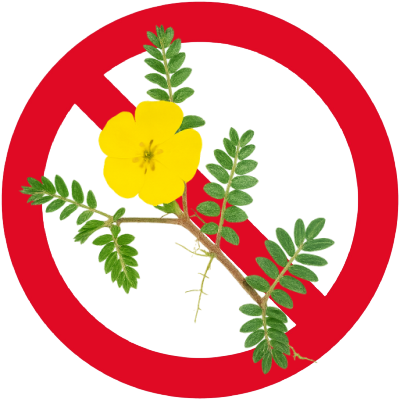 image of Tribulus terrestris superimposed on red prohibited circle
