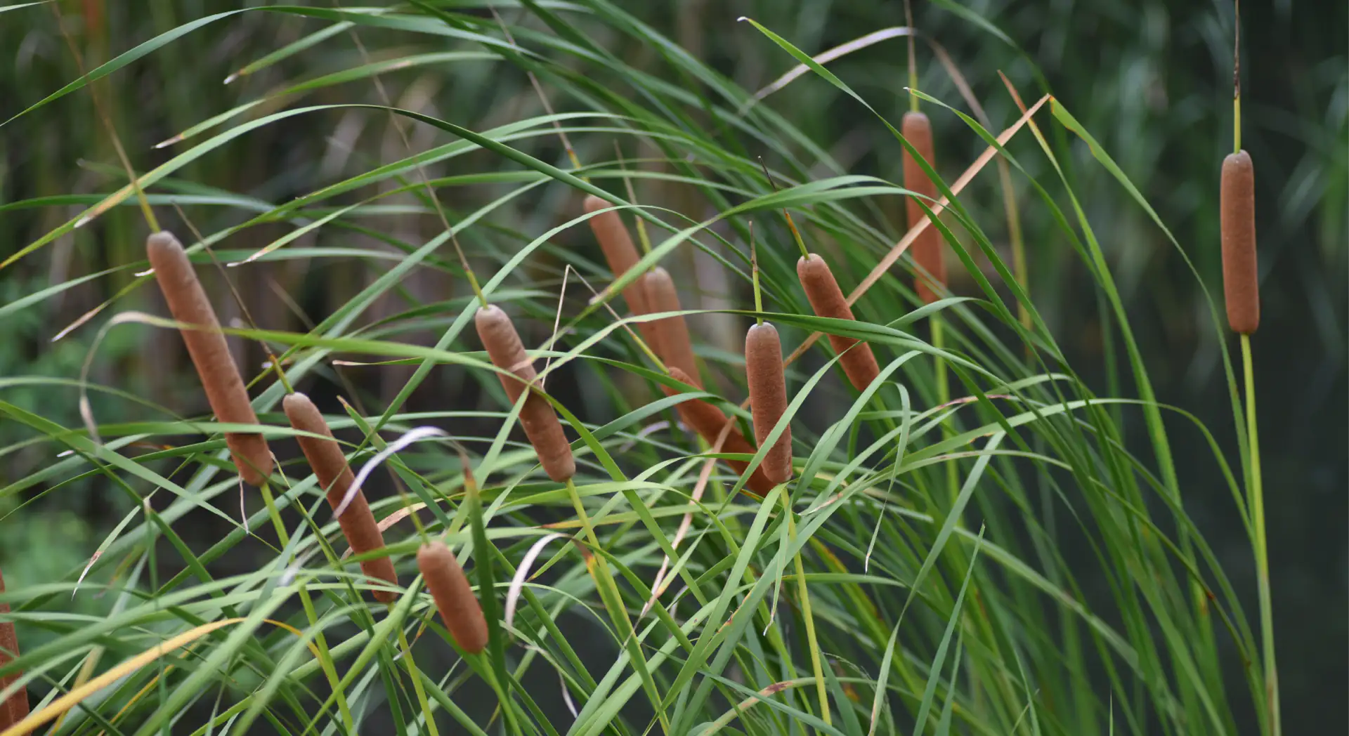 Hero Image Cluster of Broadleaf Cattail (Typha latifolia) 1920 x 1048