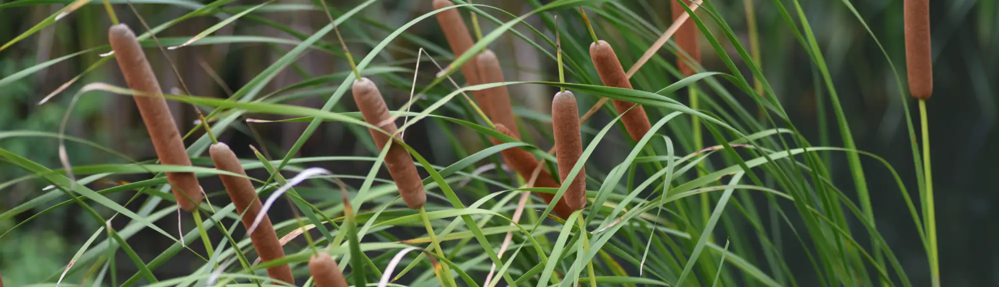 Hero Image Cluster of Broadleaf Cattail (Typha latifolia) 2000 x 576