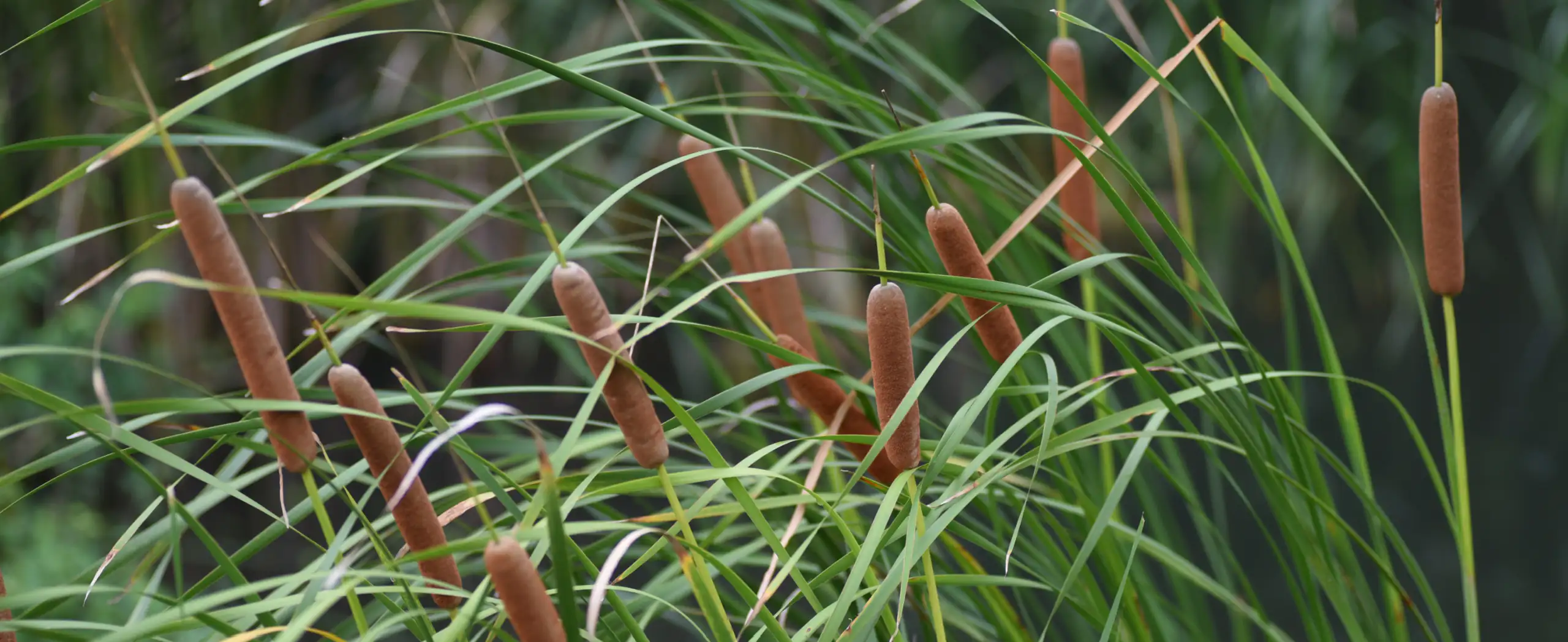 Hero Image Cluster of Broadleaf Cattail (Typha latifolia) 2560 x 1048