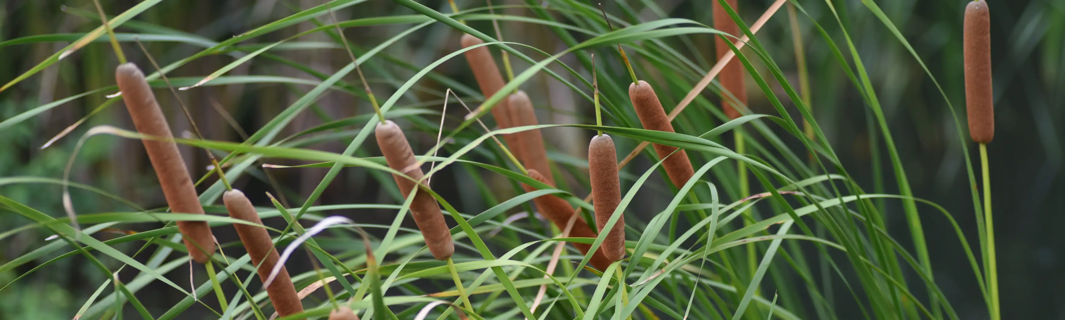 Hero Image Cluster of Broadleaf Cattail (Typha latifolia) 3480 x 1048