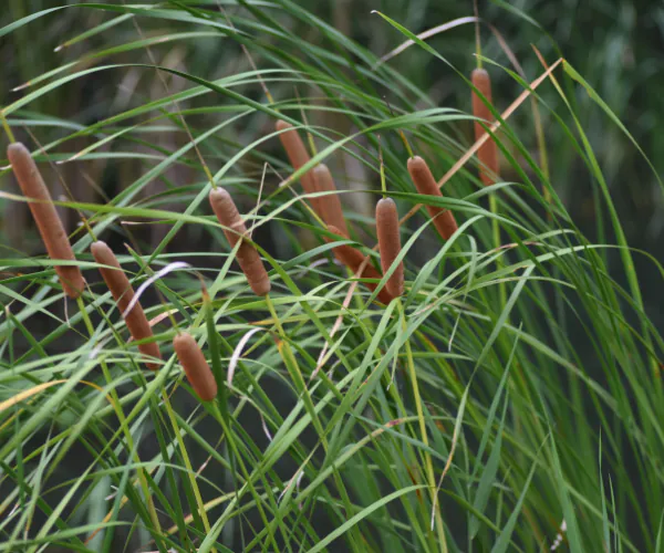 Hero Image Cluster of Broadleaf Cattail (Typha latifolia) 600 x 1400