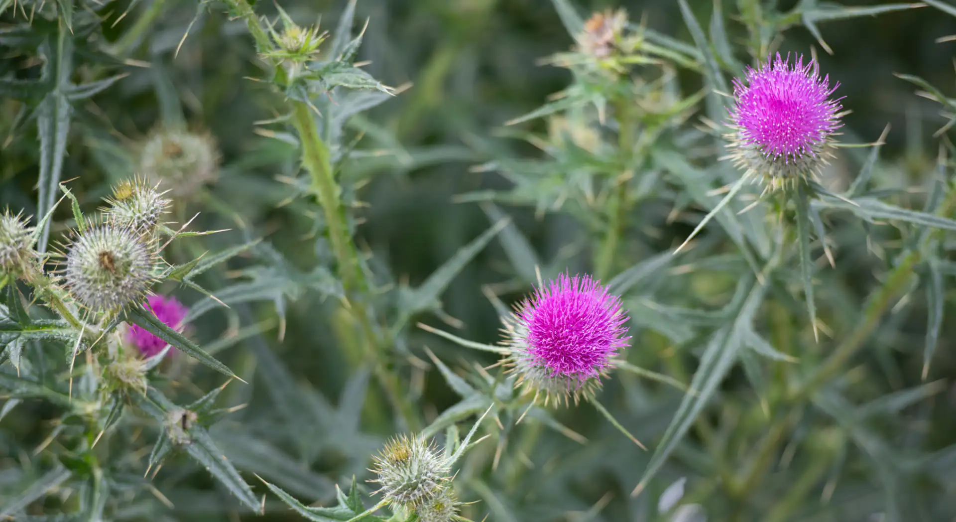 Hero Image of Canada Thistle 1920 x 1048