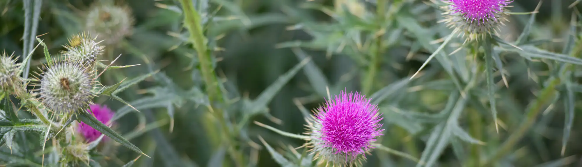 Hero Image of Canada Thistle 2000 x 576