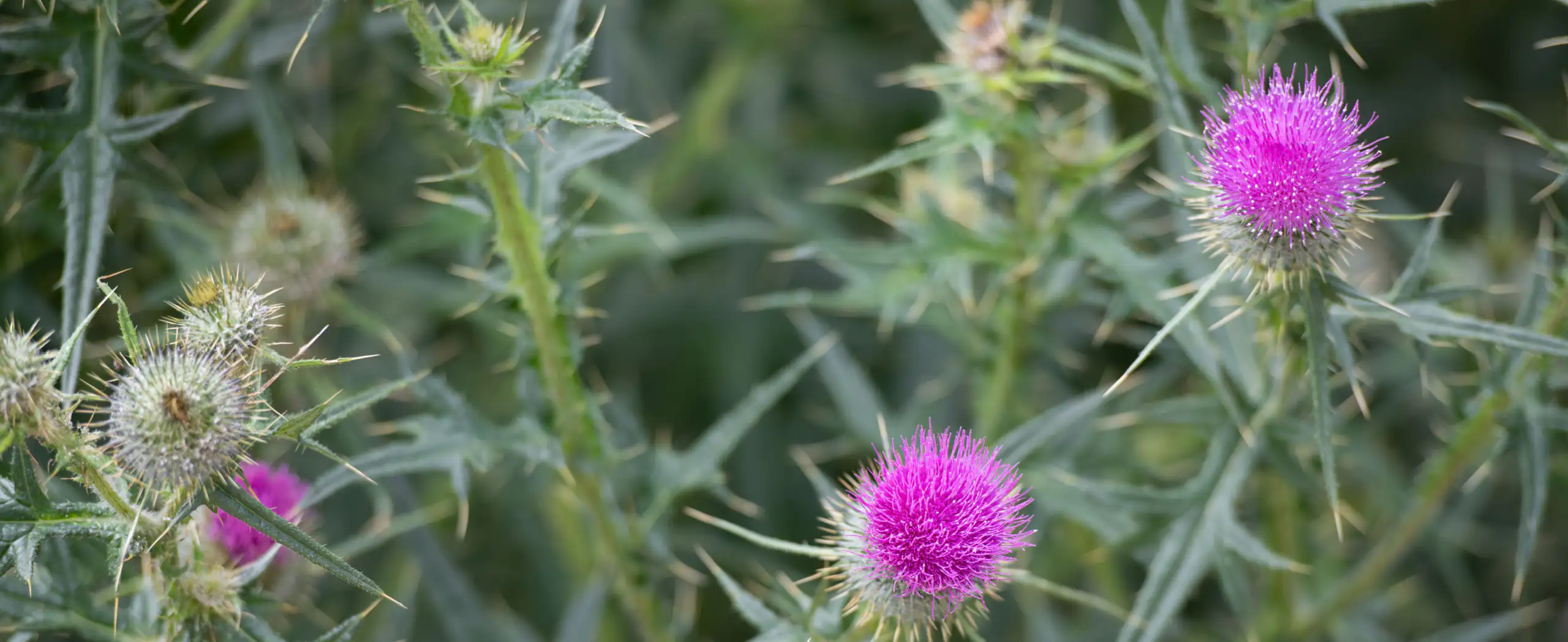 Hero Image of Canada Thistle 2560 x 1048