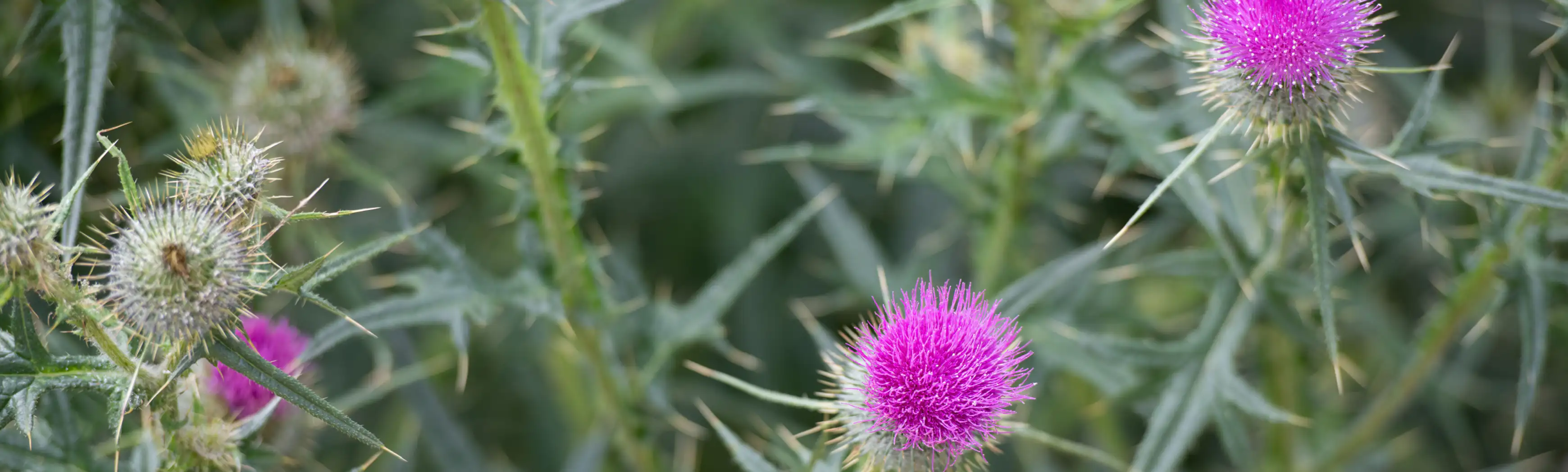 Hero Image of Canada Thistle 3480 x 148
