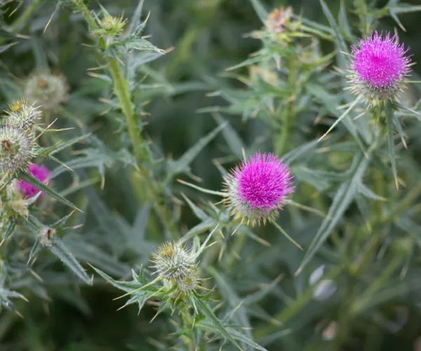 Hero Image of Canada Thistle 600 x 1048