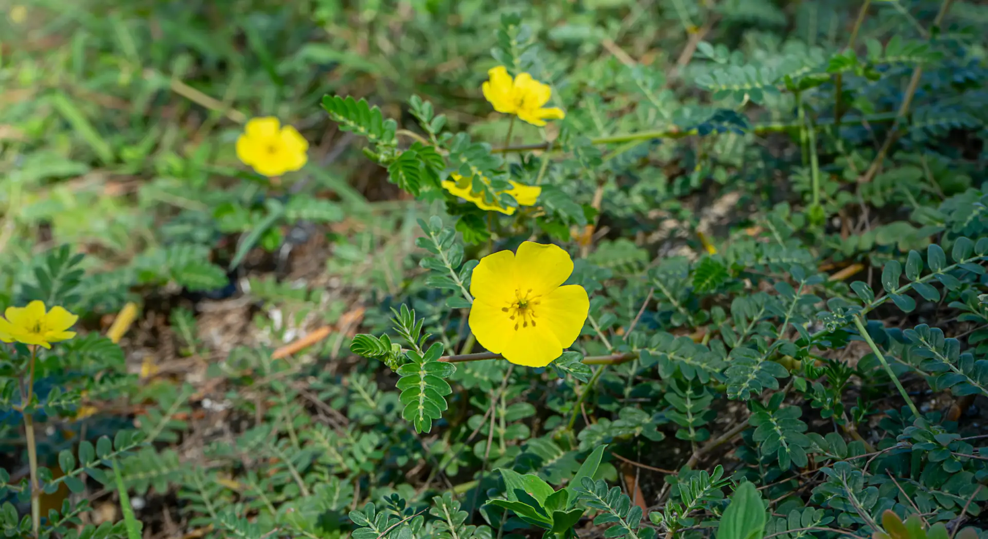Hero Image of Tribulus terrestris 1920x1048