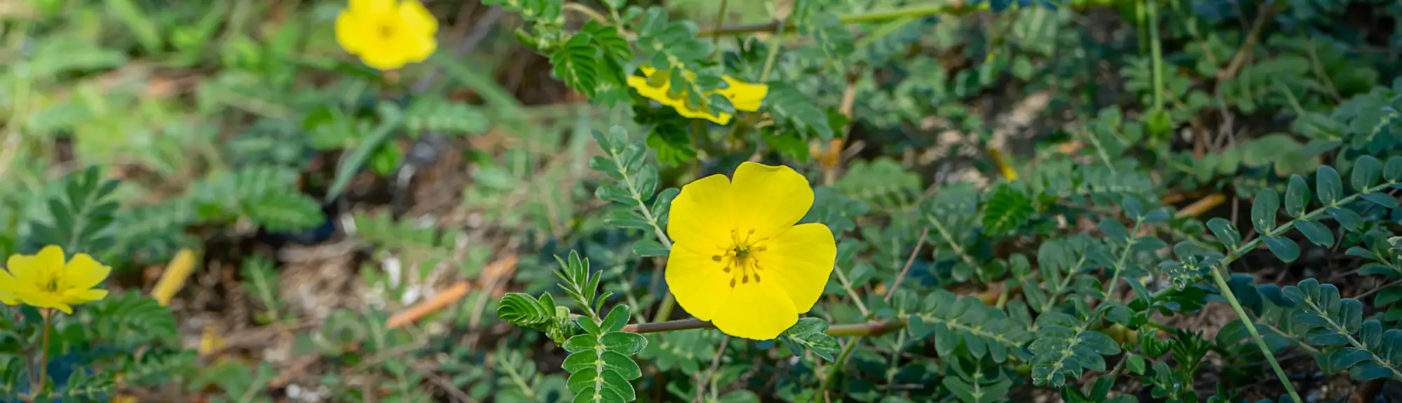 Hero Image of Tribulus terrestris 2000X576
