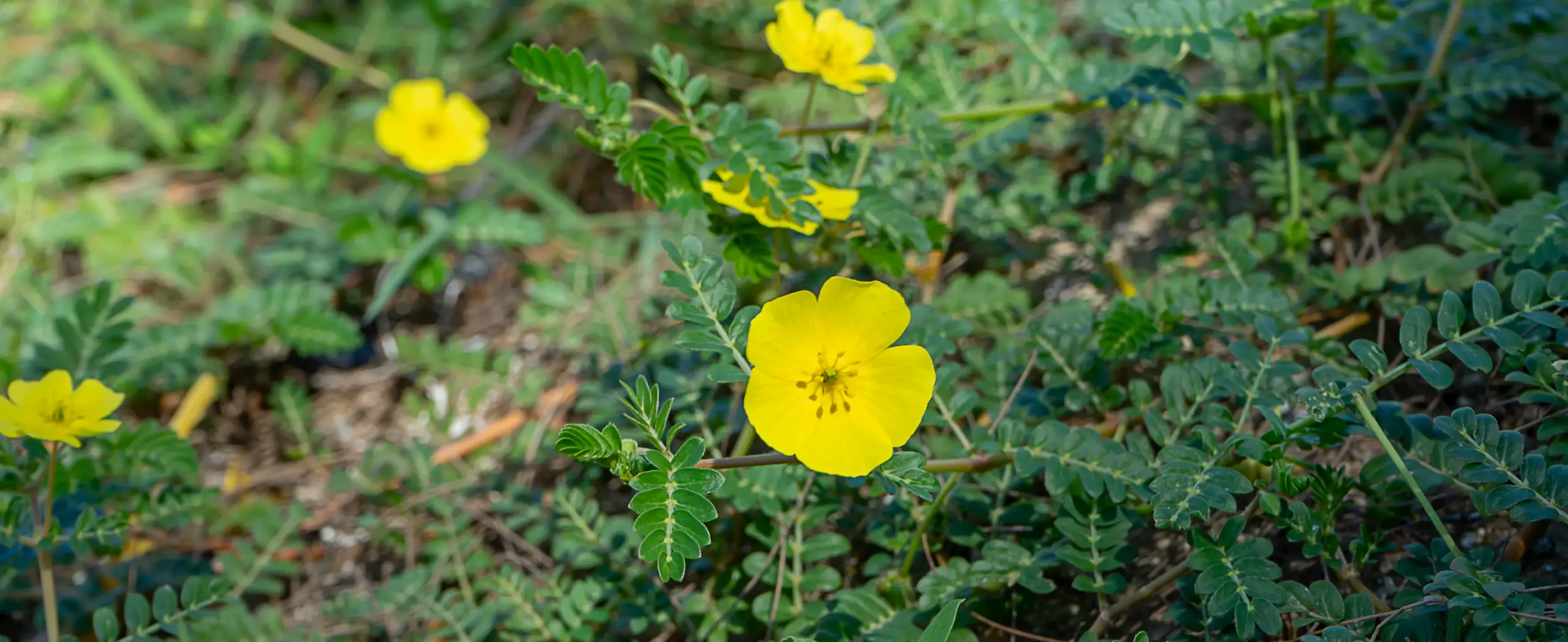 Hero Image of Tribulus terrestris 2560x1048