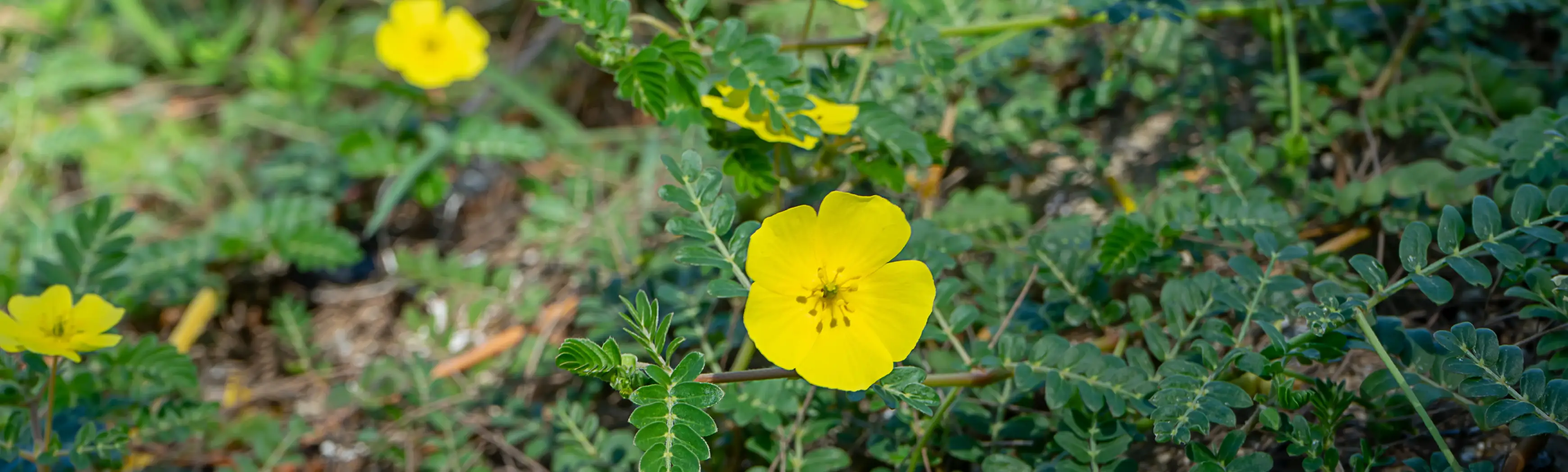 Hero Image of Tribulus terrestris 3480x1048