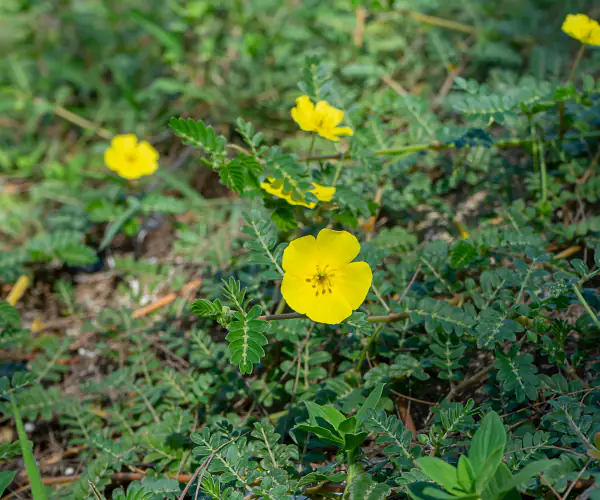 Hero Image of Tribulus terrestris 600x1400