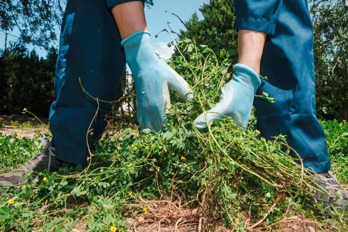 image of man pulling weeds with blue gloves on